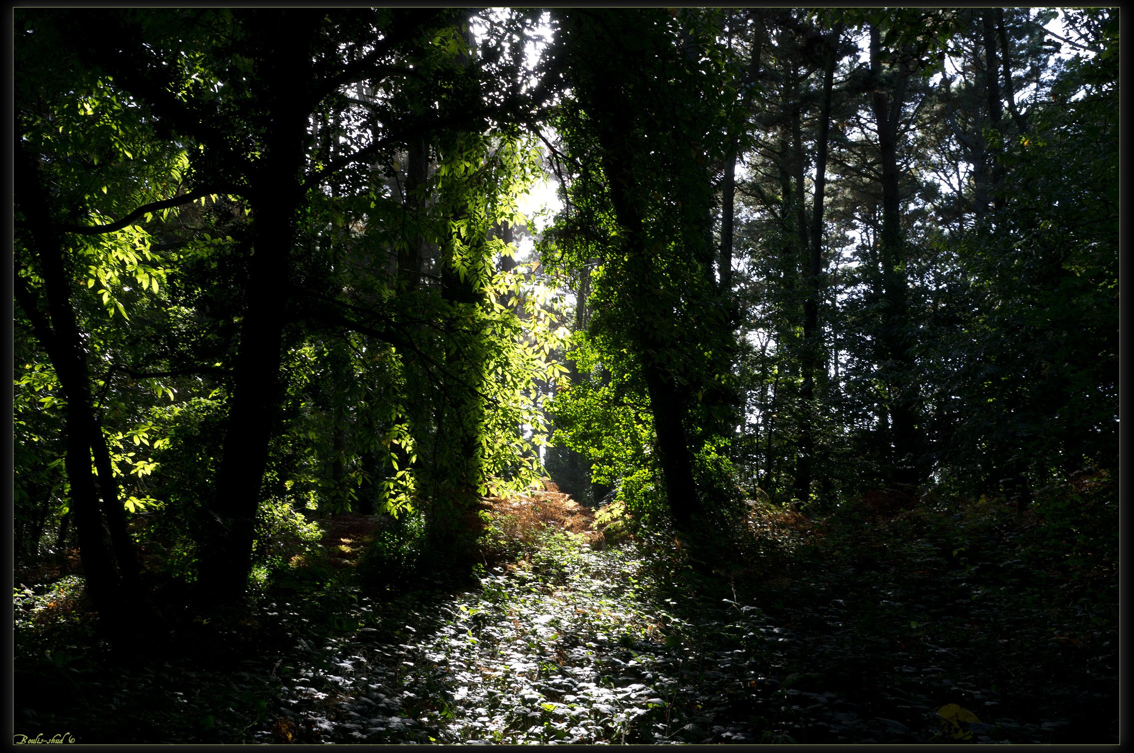 Wallpapers Nature Trees - Forests Lumire Verte