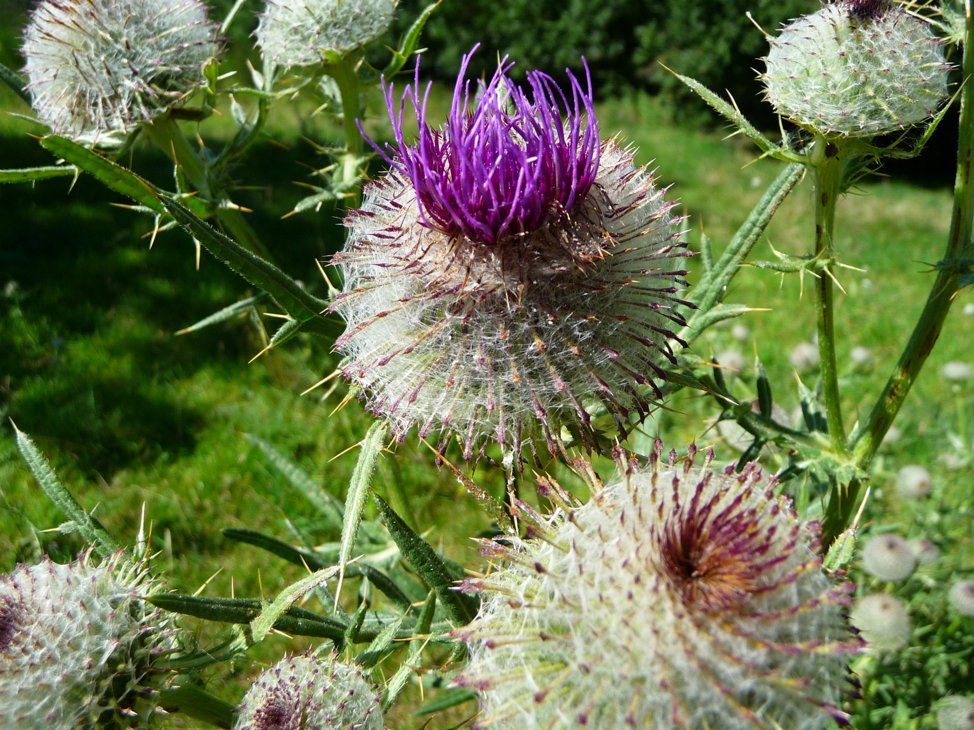 Fonds d'cran Nature Fleurs Chardons