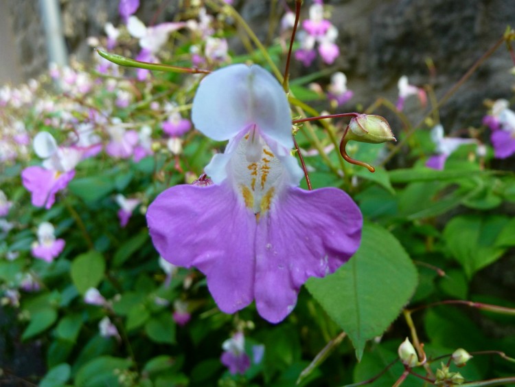 Fonds d'cran Nature Fleurs Fleurs mauve