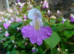 Fonds d'cran Nature Fleurs mauve