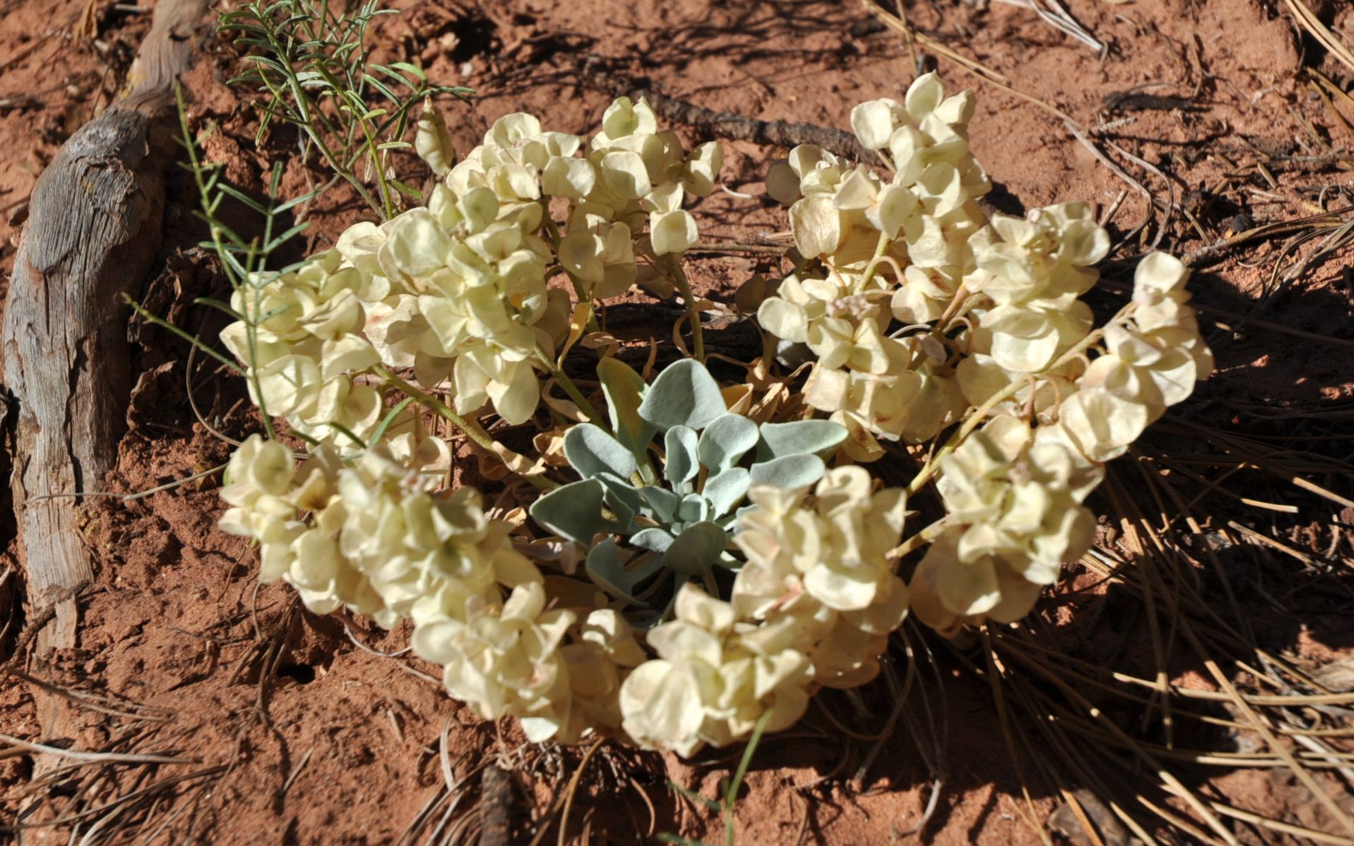 Fonds d'cran Nature Plantes - Arbustes 