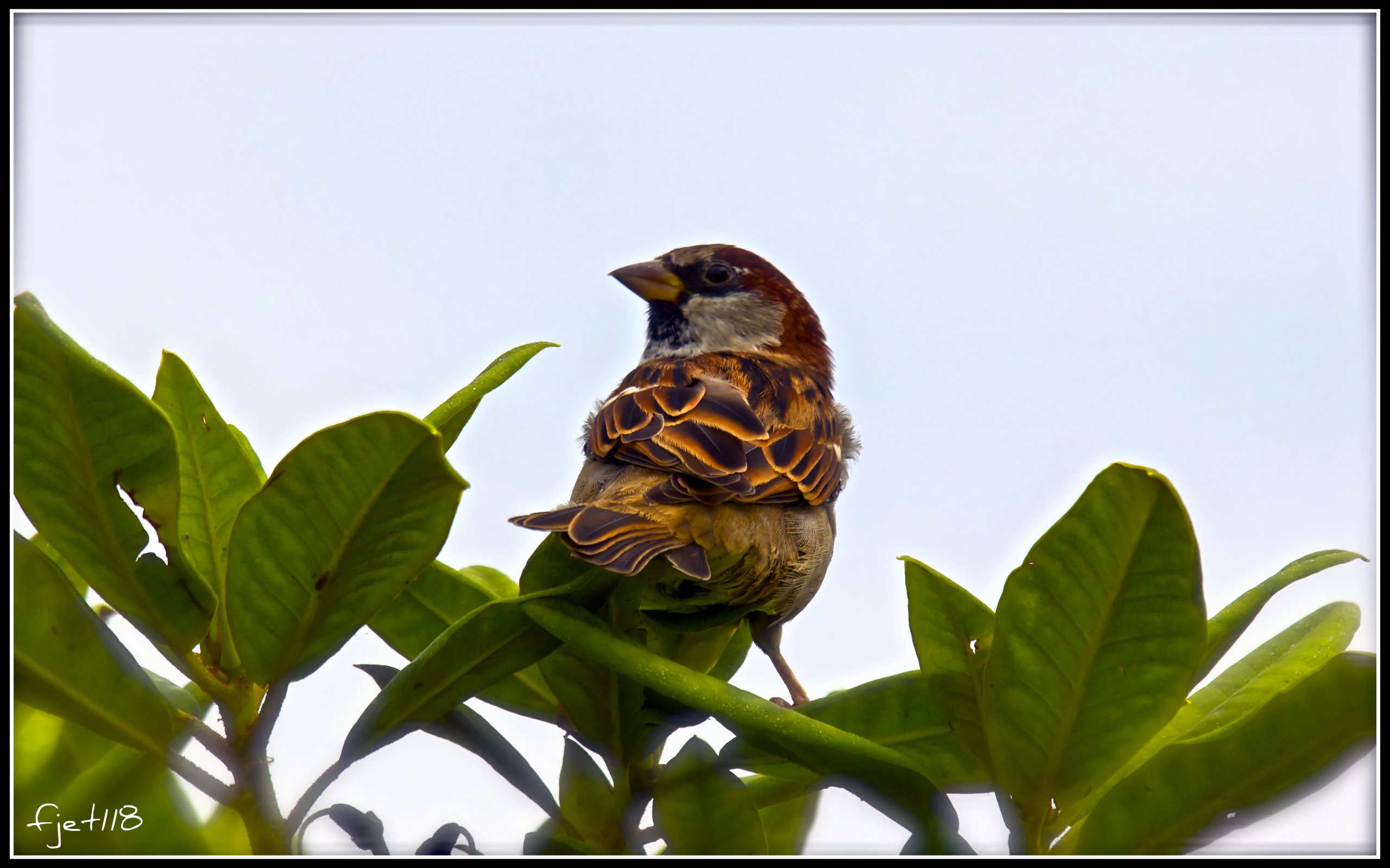 Wallpapers Animals Birds - Sparrows 