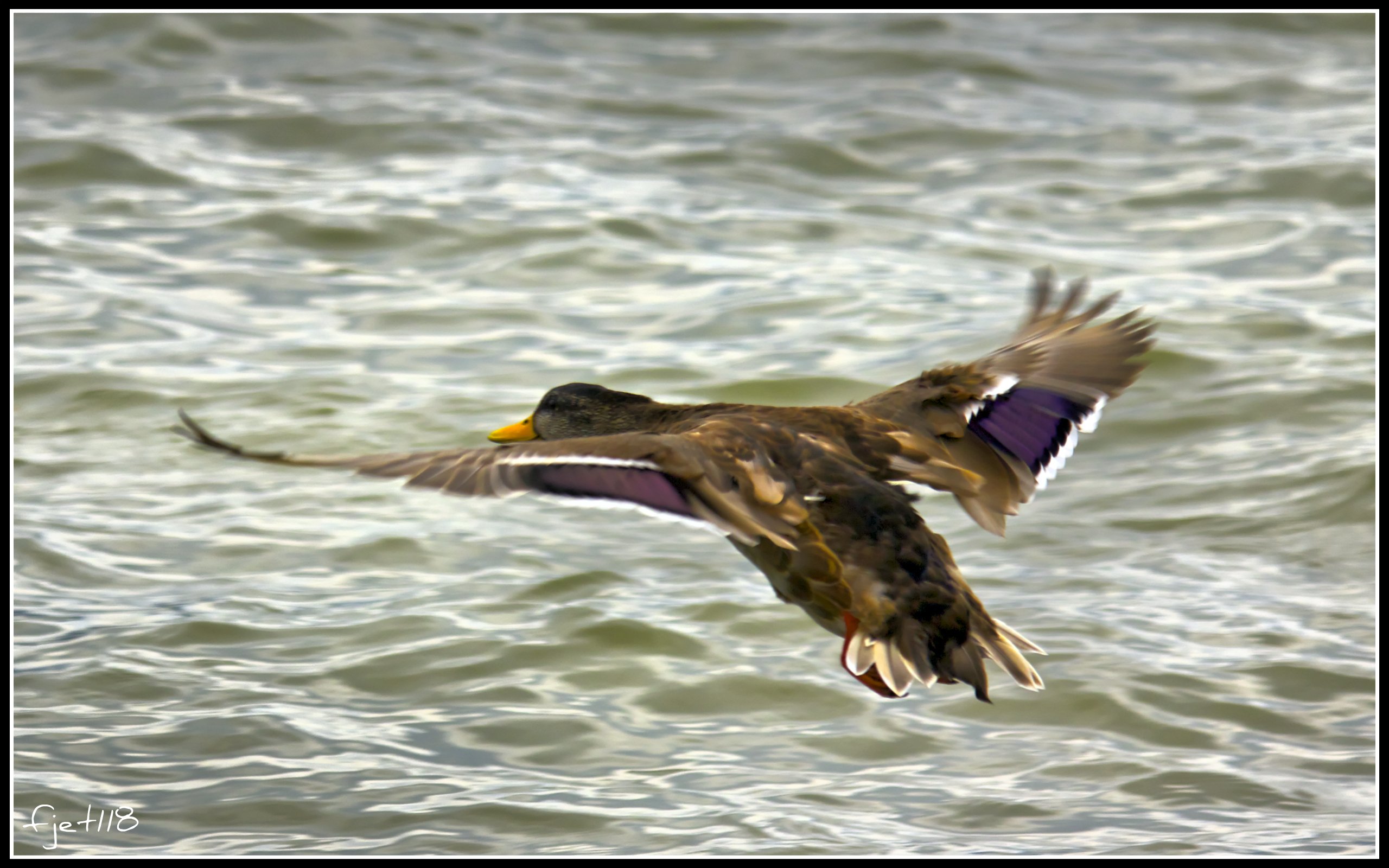 Fonds d'cran Animaux Oiseaux - Canards L'envole du canard