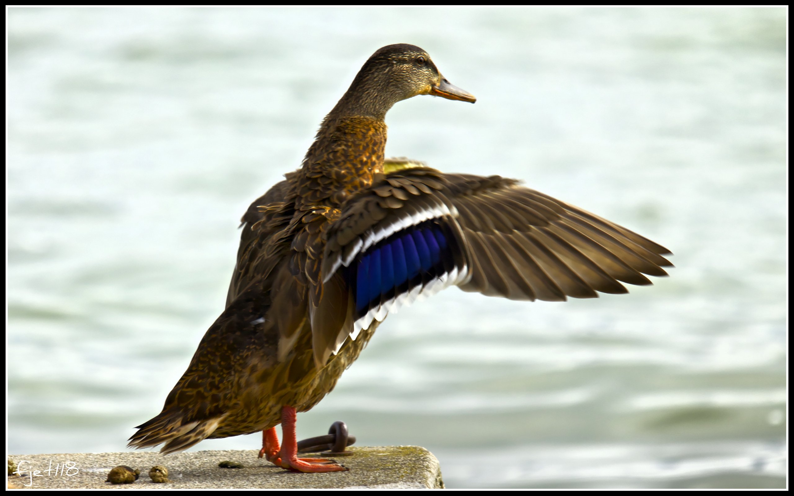 Fonds d'cran Animaux Oiseaux - Canards Un canard qui se secoue les plumes