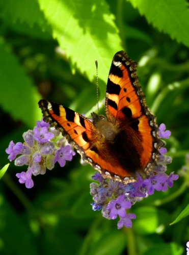 Fonds d'cran Animaux Insectes - Papillons Wallpaper N285806