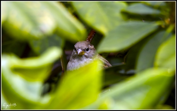 Fonds d'cran Animaux Oiseaux - Moineaux Chut...je crois qu'il m'a pas vu...