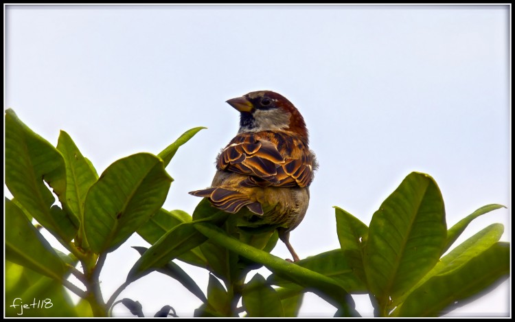 Wallpapers Animals Birds - Sparrows Wallpaper N285825