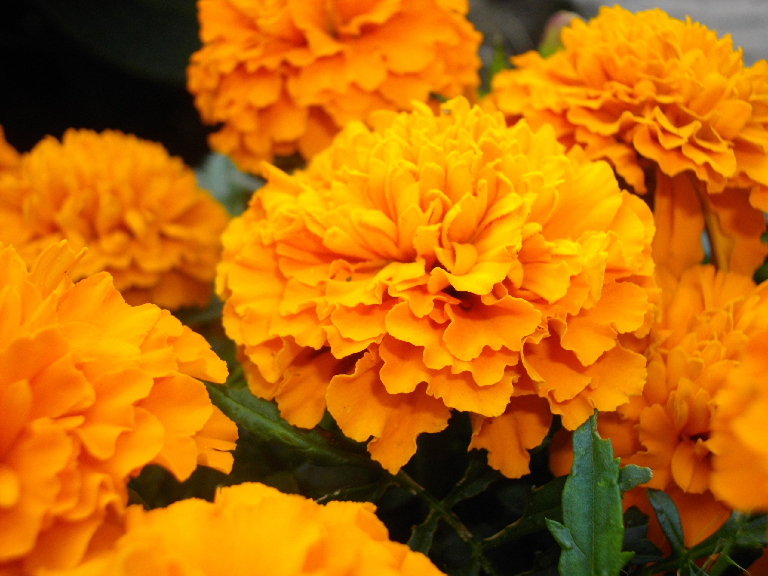 Wallpapers Nature Flowers Oeillet d'inde Pepito Orange