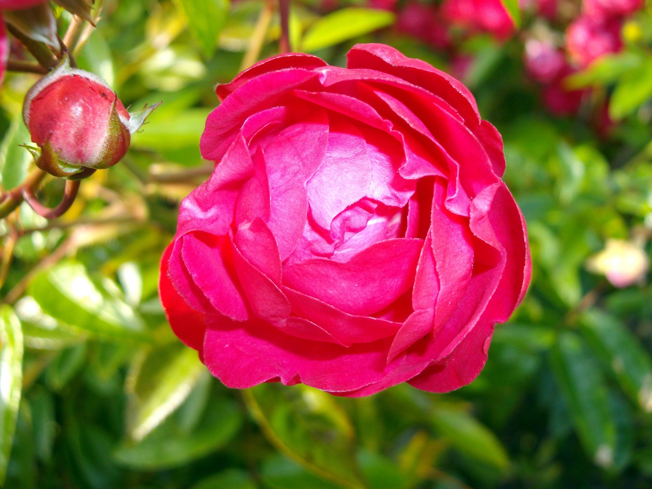 Fonds d'cran Nature Fleurs Roses et boutons