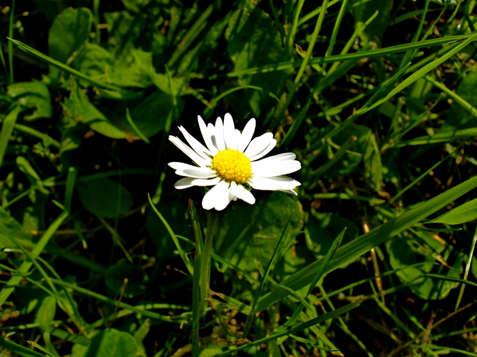 Fonds d'cran Nature Fleurs 