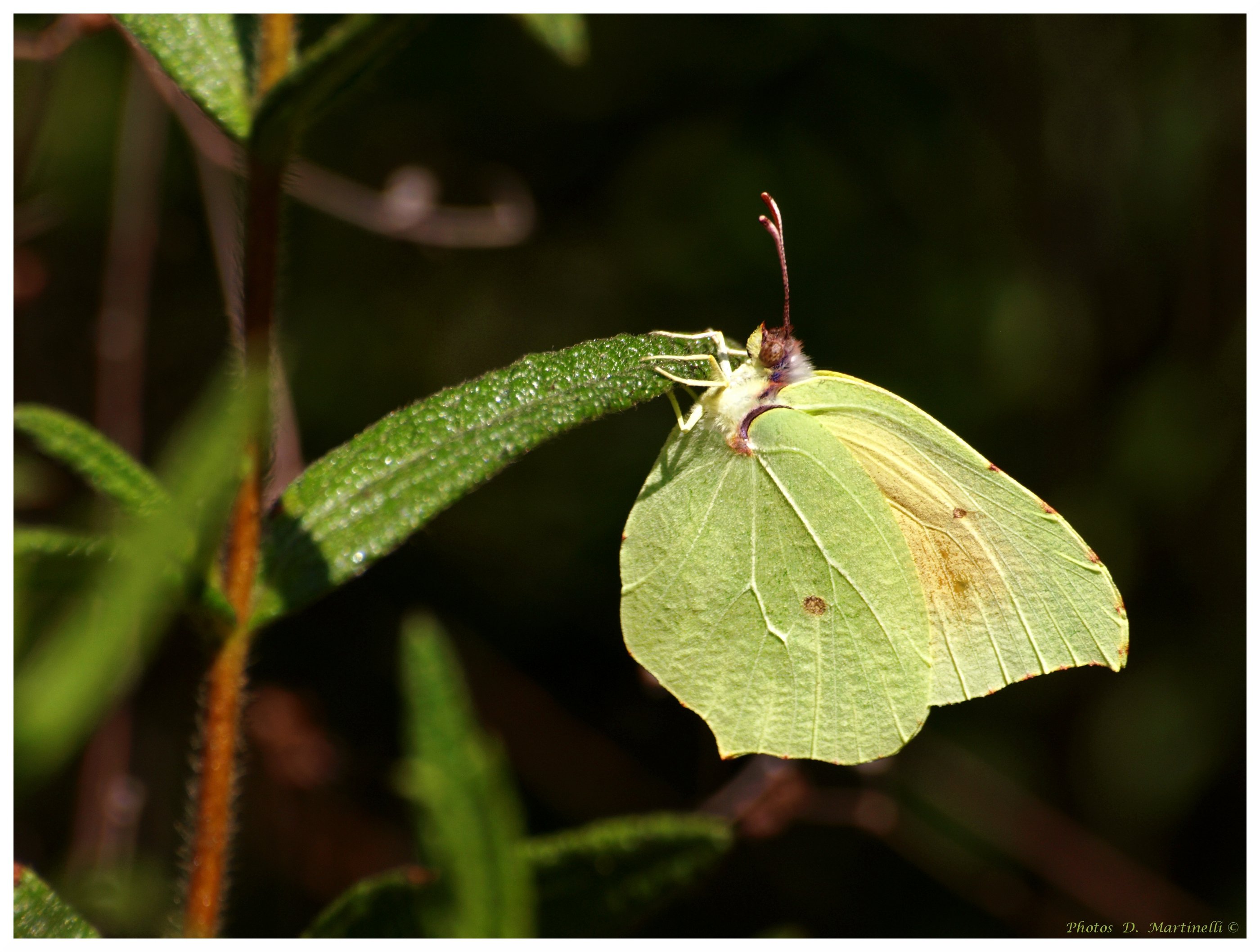 Wallpapers Animals Insects - Butterflies Papillon Citron Vert