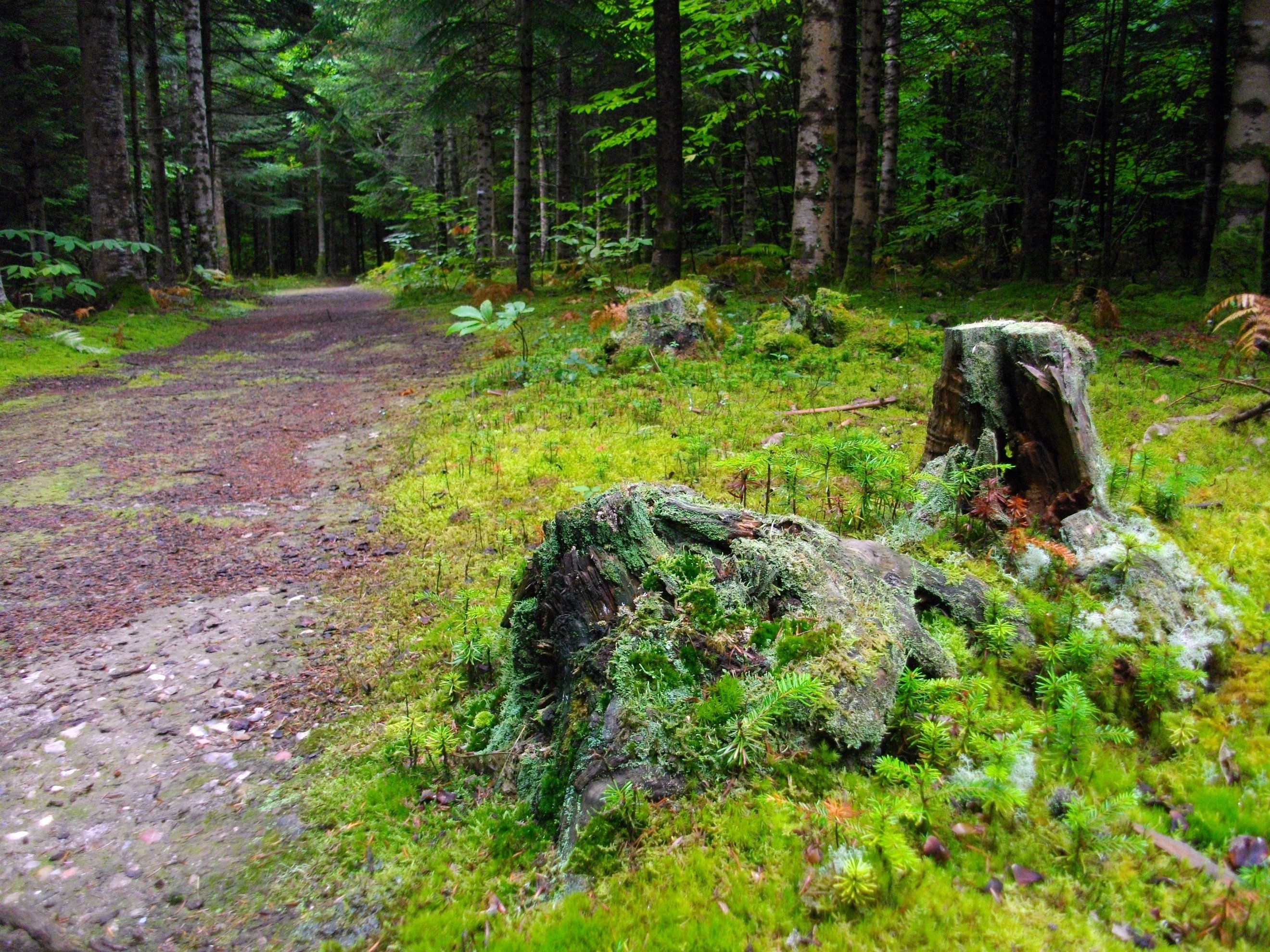 Fonds d'cran Nature Arbres - Forts 