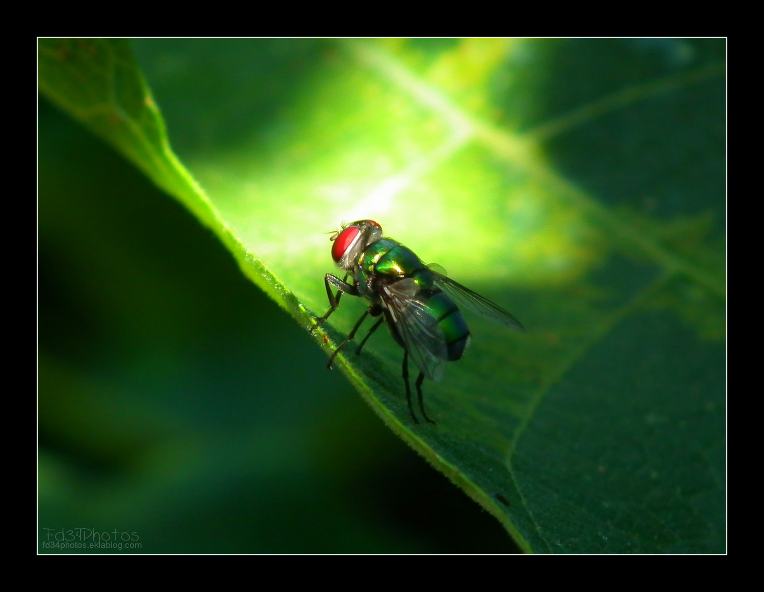 Wallpapers Animals Insects - Flies 