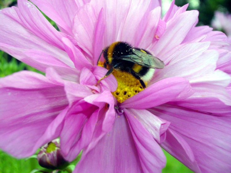 Fonds d'cran Animaux Insectes - Abeilles Gupes ... Bourdon qui butine