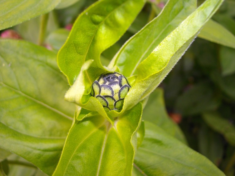 Wallpapers Nature Buds Bouton de fleur dans son crin de feuille