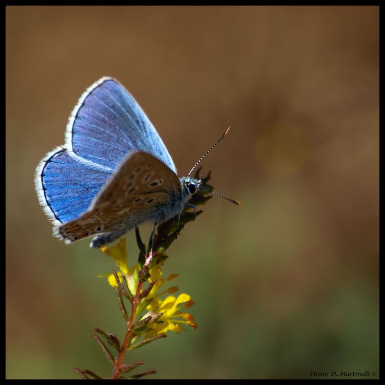 Fonds d'cran Animaux Insectes - Papillons Papillon Bleu