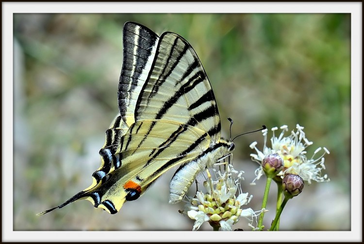 Fonds d'cran Animaux Insectes - Papillons Le Flamb (souvent confondu avec le Machaon)