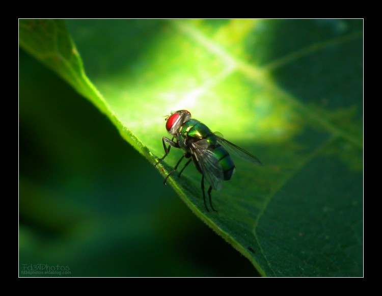 Fonds d'cran Animaux Insectes - Mouches Wallpaper N285905