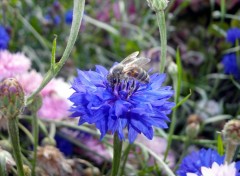 Fonds d'cran Animaux Abeille solitaire qui butine