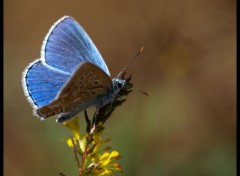 Wallpapers Animals Papillon Bleu