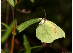 Fonds d'cran Animaux Papillon Citron Vert