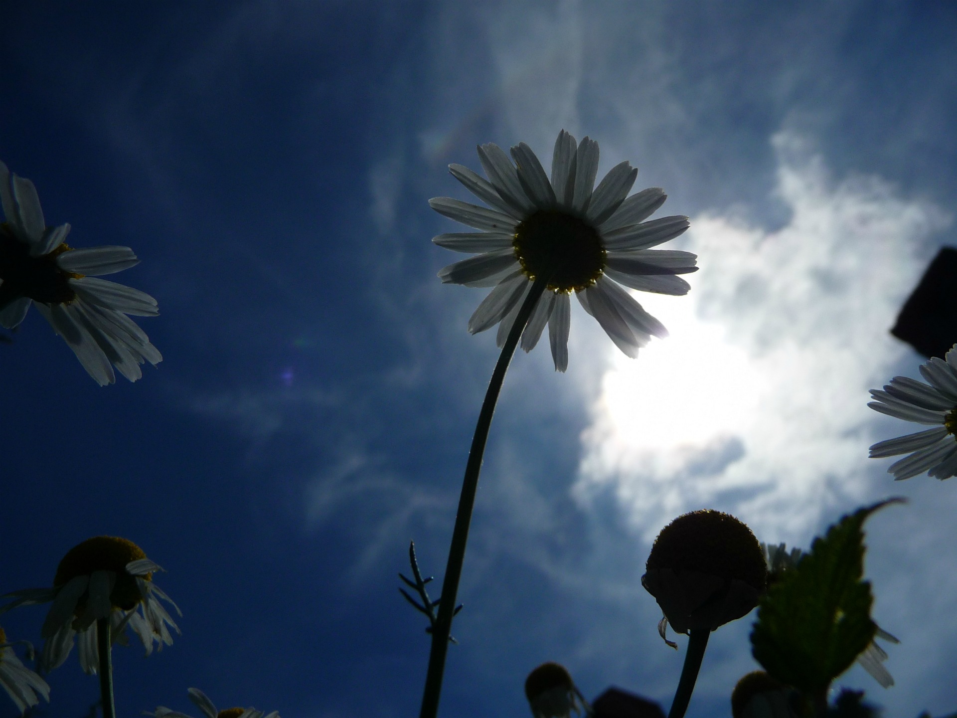 Fonds d'cran Nature Fleurs Marguerites au crepuscule