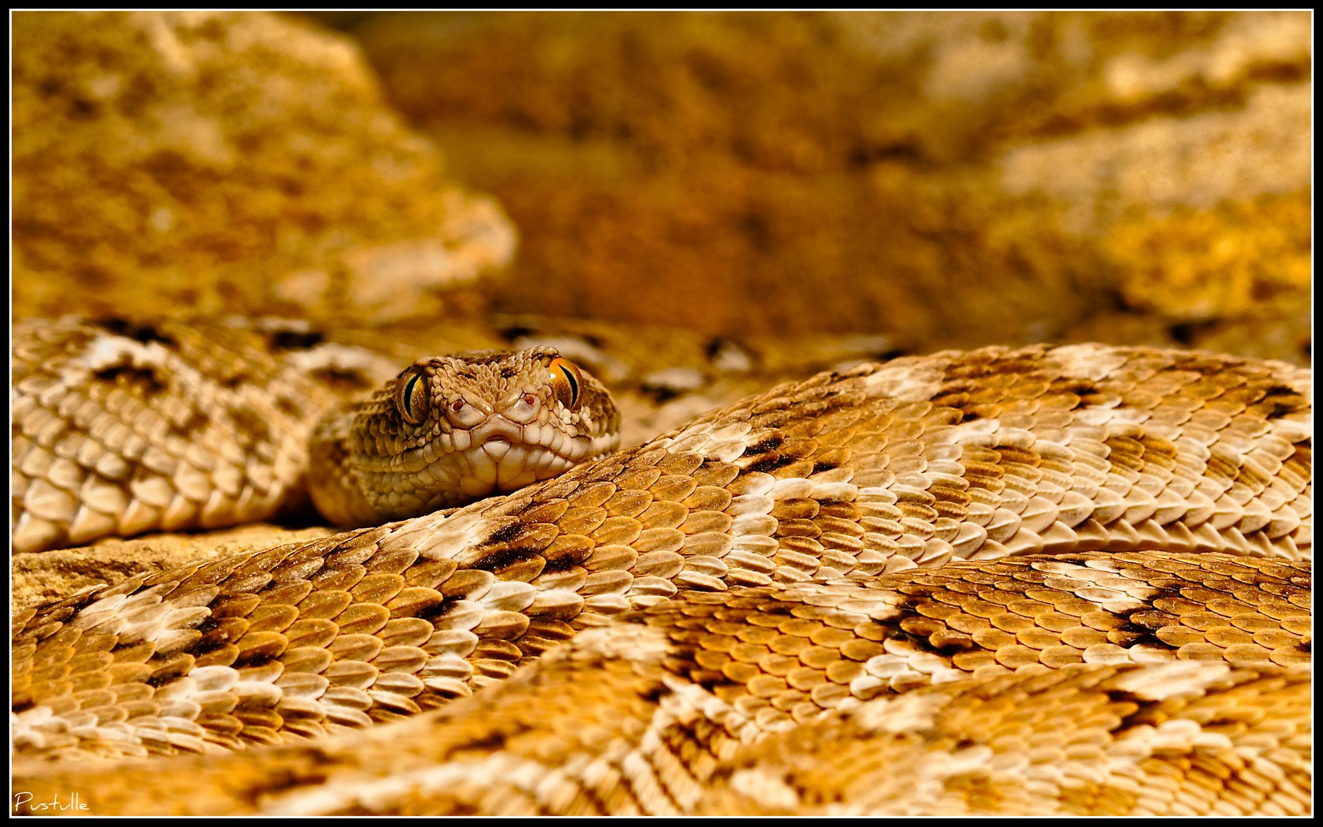 Wallpapers Animals Snakes Regard inquitant 