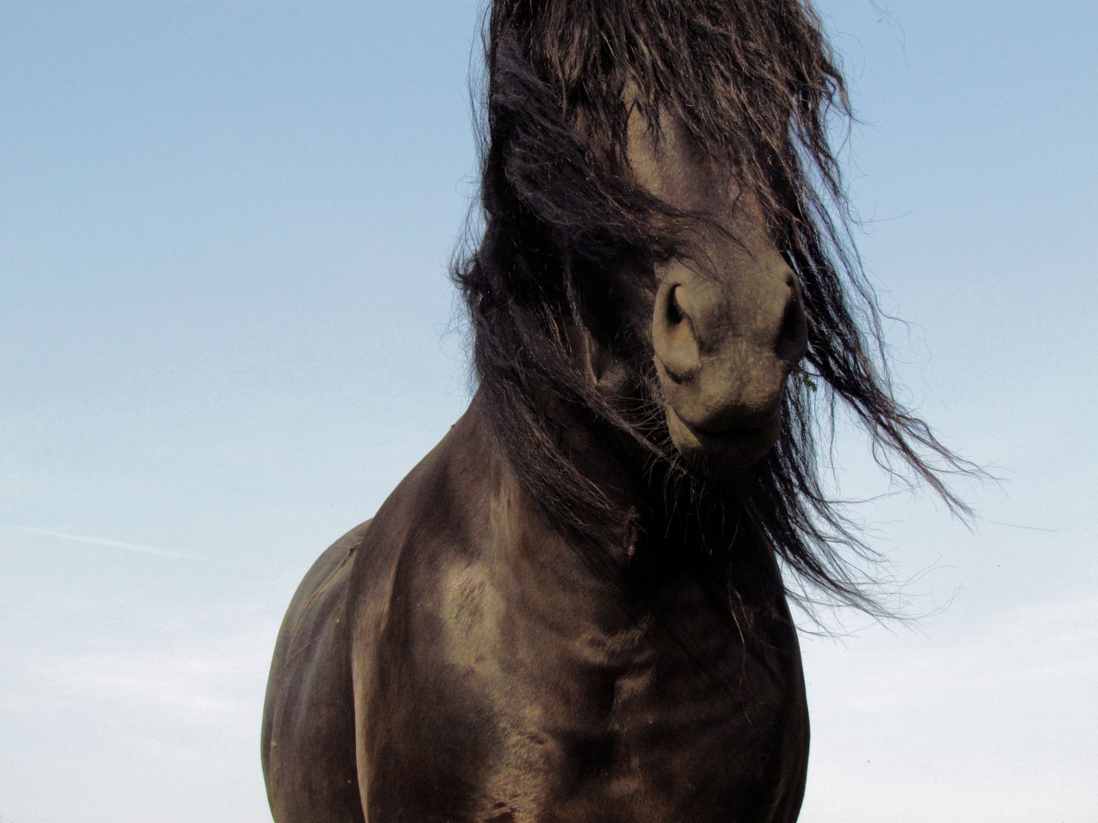 Fonds d'cran Animaux Chevaux 