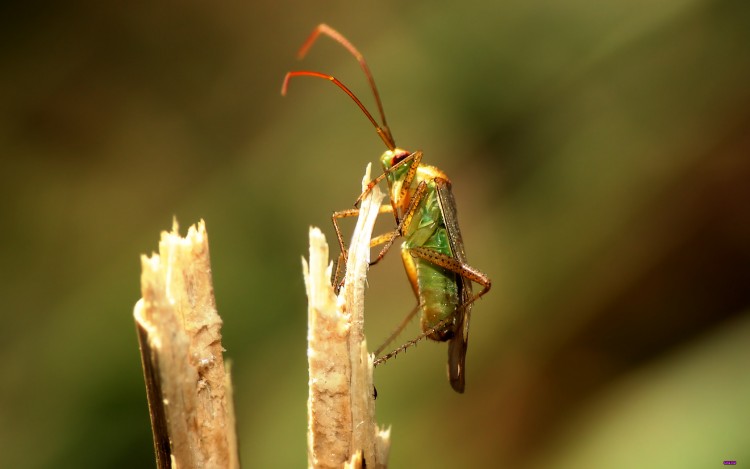 Fonds d'cran Animaux Insectes - Divers Wallpaper N285944