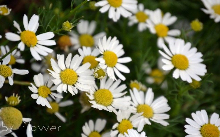 Fonds d'cran Nature Fleurs By Flower