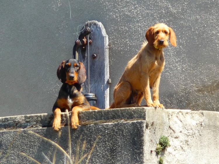 Fonds d'cran Animaux Chiens Quel vie de chien !...