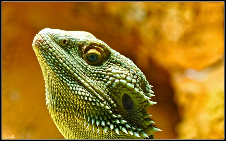 Wallpapers Animals Lizards - Iguanas Agame Barbu