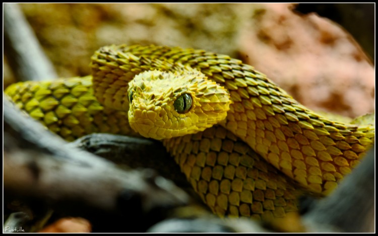 Fonds d'cran Animaux Serpents Ecailles mordantes