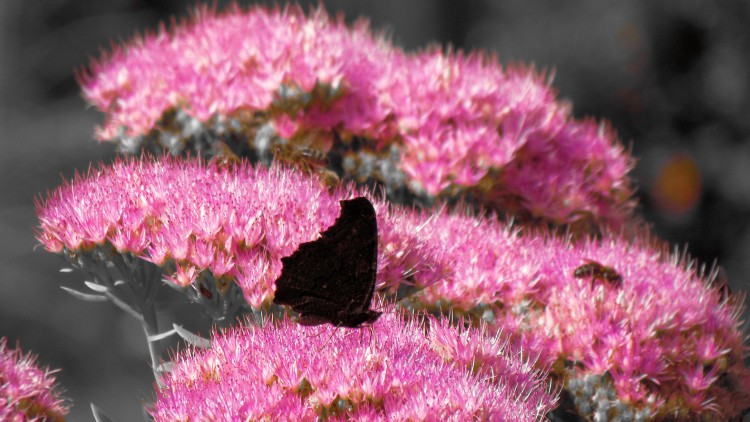 Fonds d'cran Animaux Insectes - Papillons Wallpaper N285916