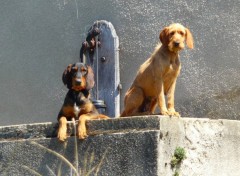 Fonds d'cran Animaux Quel vie de chien !...