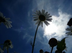 Fonds d'cran Nature Marguerites au crepuscule