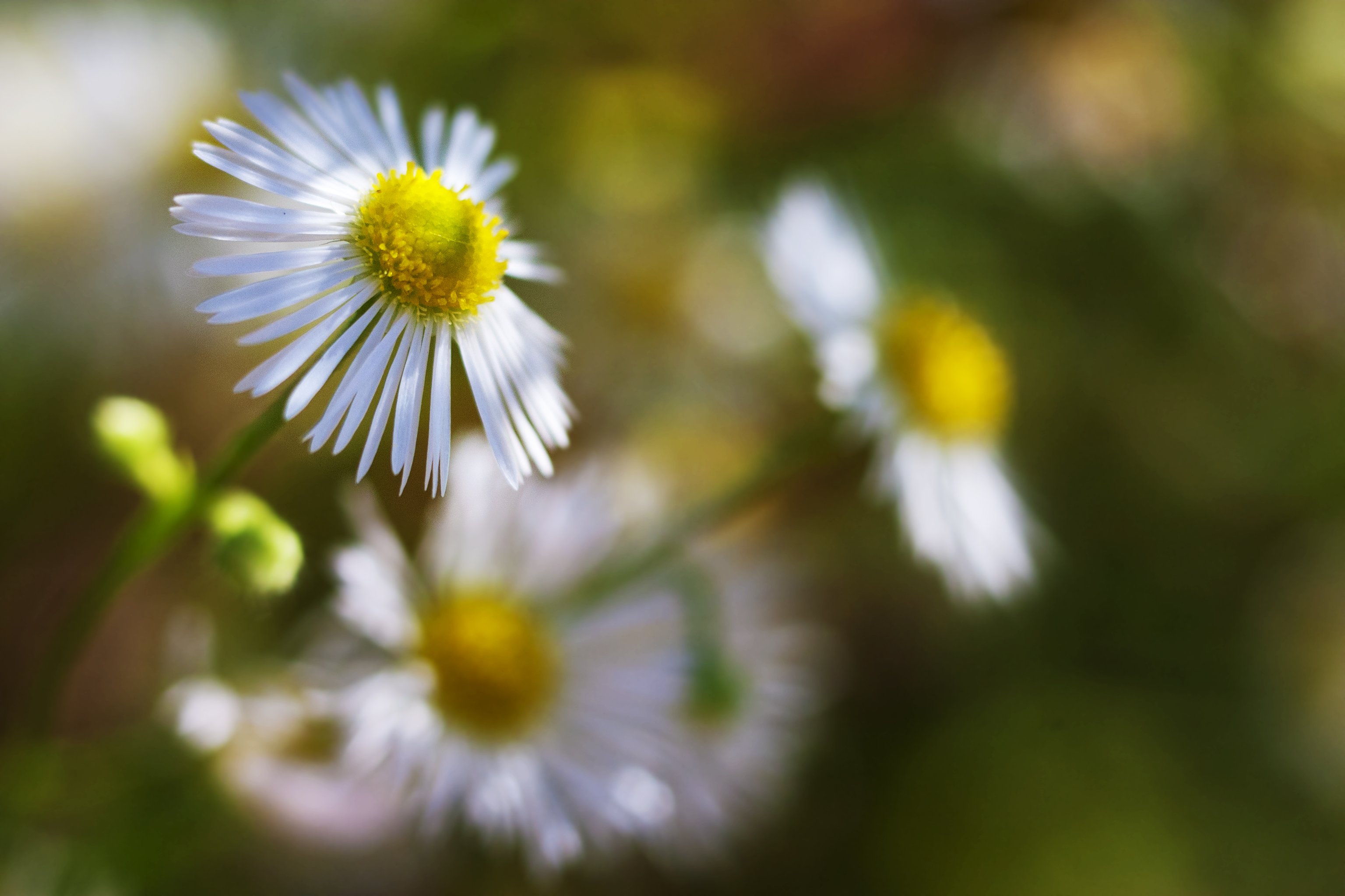 Wallpapers Nature Flowers 