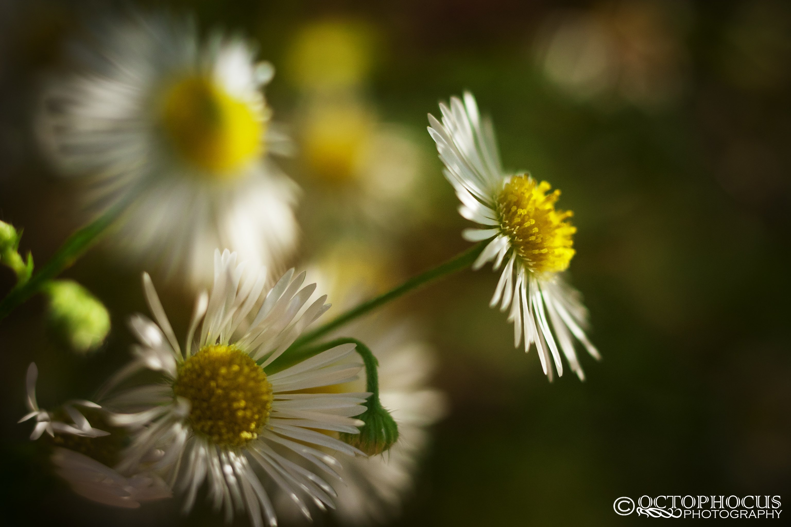 Fonds d'cran Nature Fleurs 