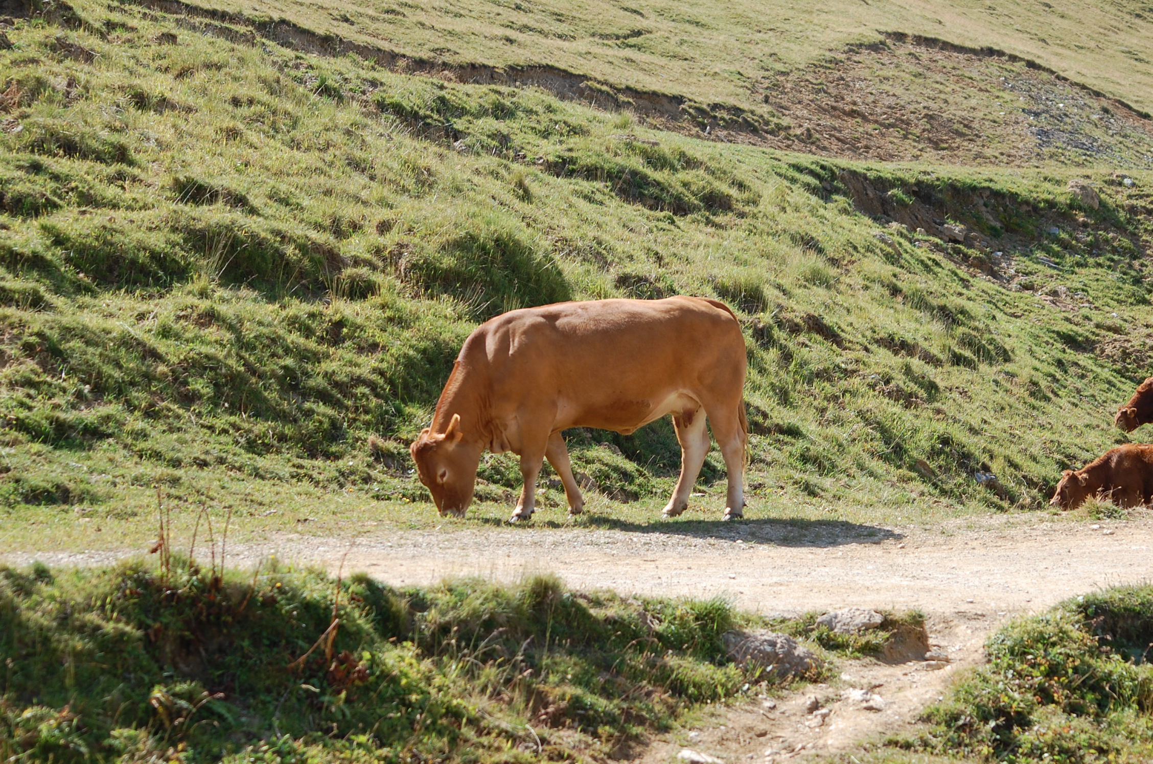 Fonds d'cran Animaux Vaches - Taureaux - Boeufs la vache