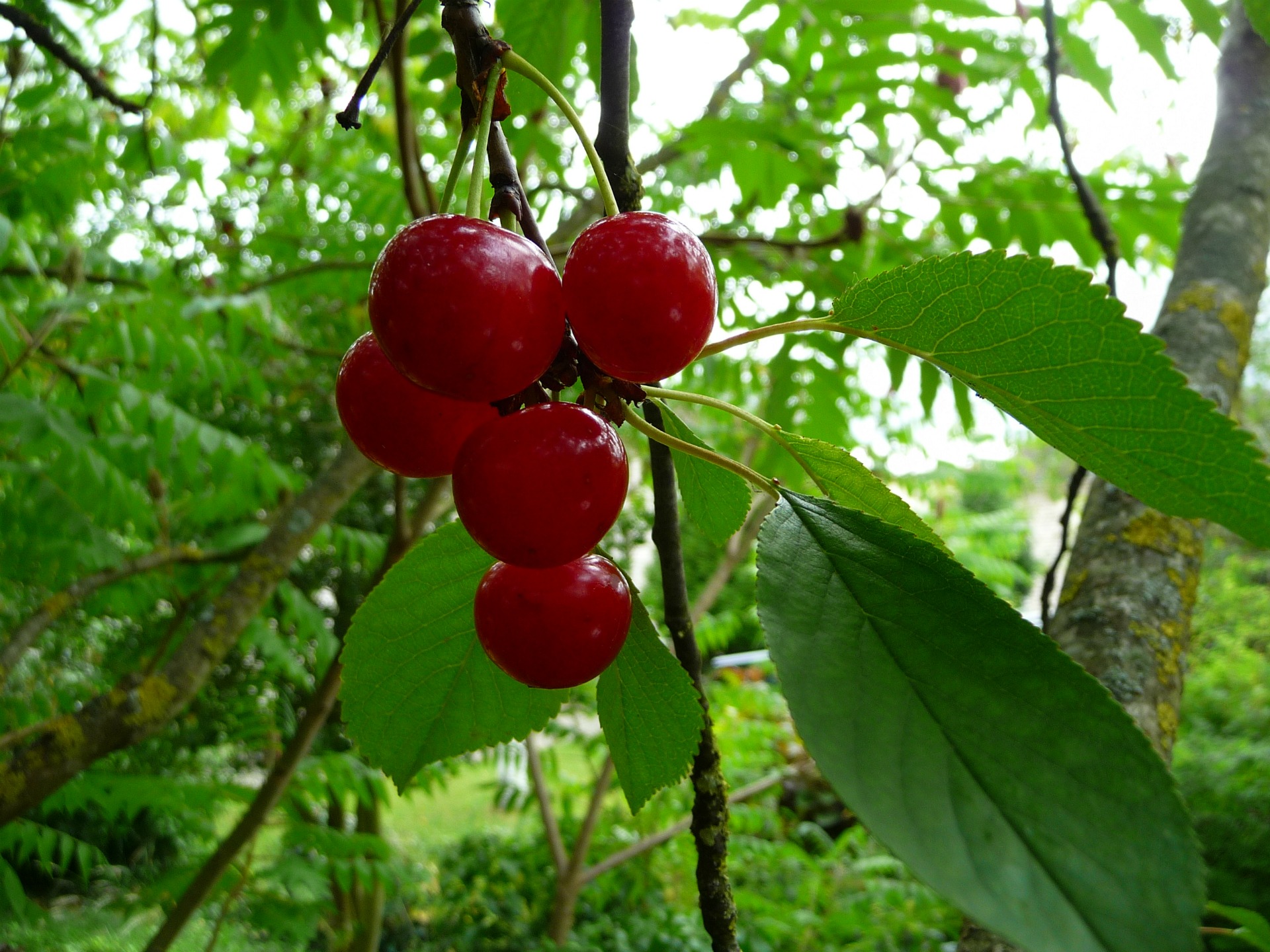 Fonds d'cran Nature Fruits Cerises