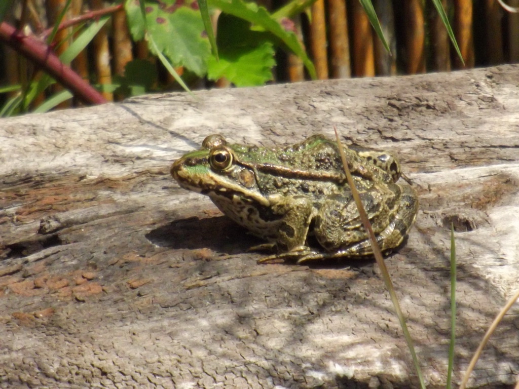 Wallpapers Animals Frogs - Toads 