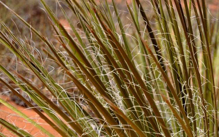 Fonds d'cran Nature Herbes dentelles