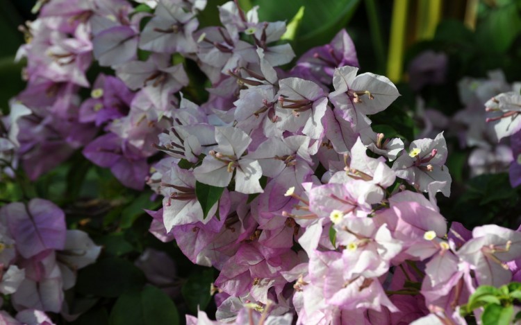 Fonds d'cran Nature Fleurs Bouguinvillier