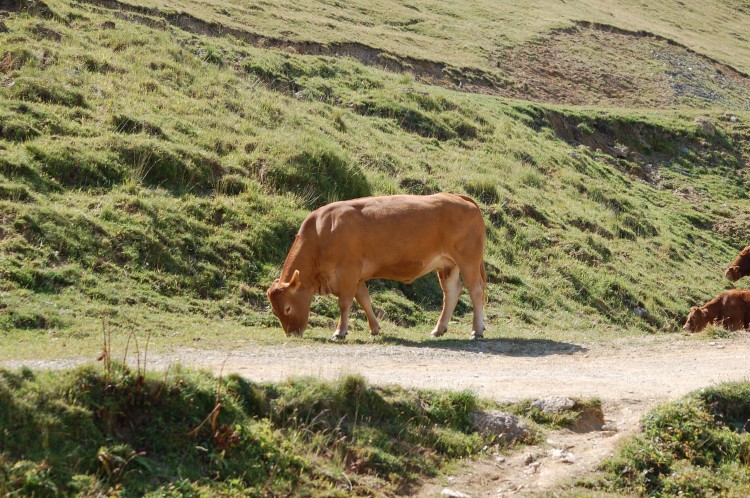 Wallpapers Animals Cows - Bulls - Beef la vache