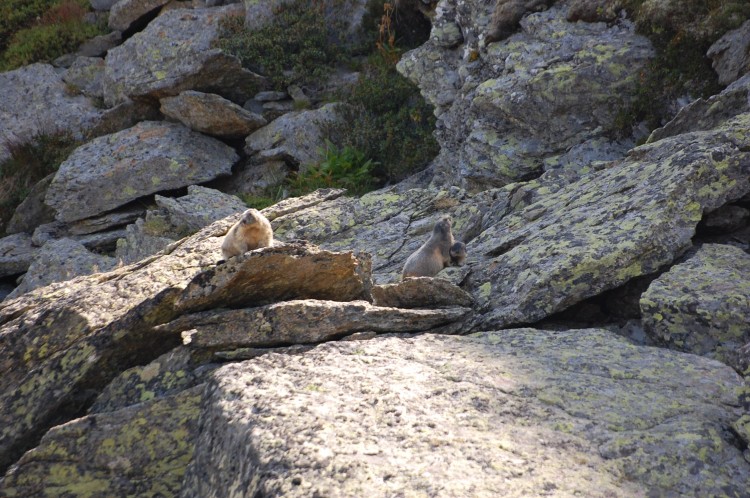 Fonds d'cran Animaux Marmottes une famille de marnotte.