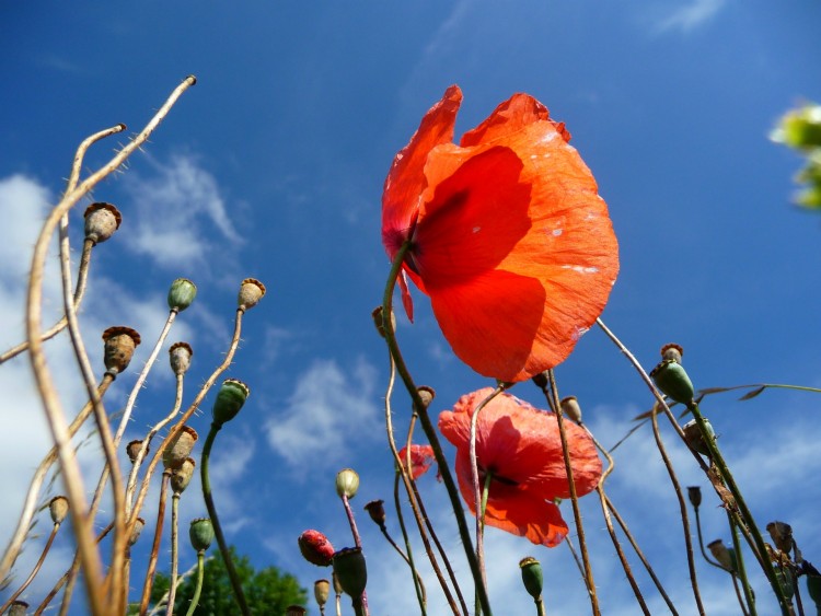 Fonds d'cran Nature Fleurs Coquelicot