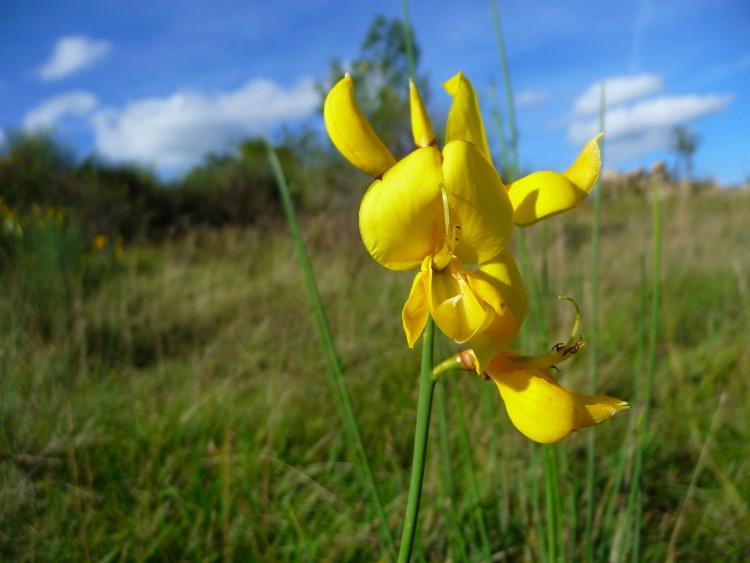 Fonds d'cran Nature Fleurs Fleurs jaunes