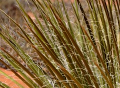 Wallpapers Nature dentelles