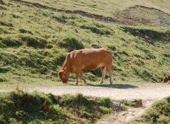 Wallpapers Animals la vache