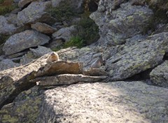 Fonds d'cran Animaux une famille de marnotte.